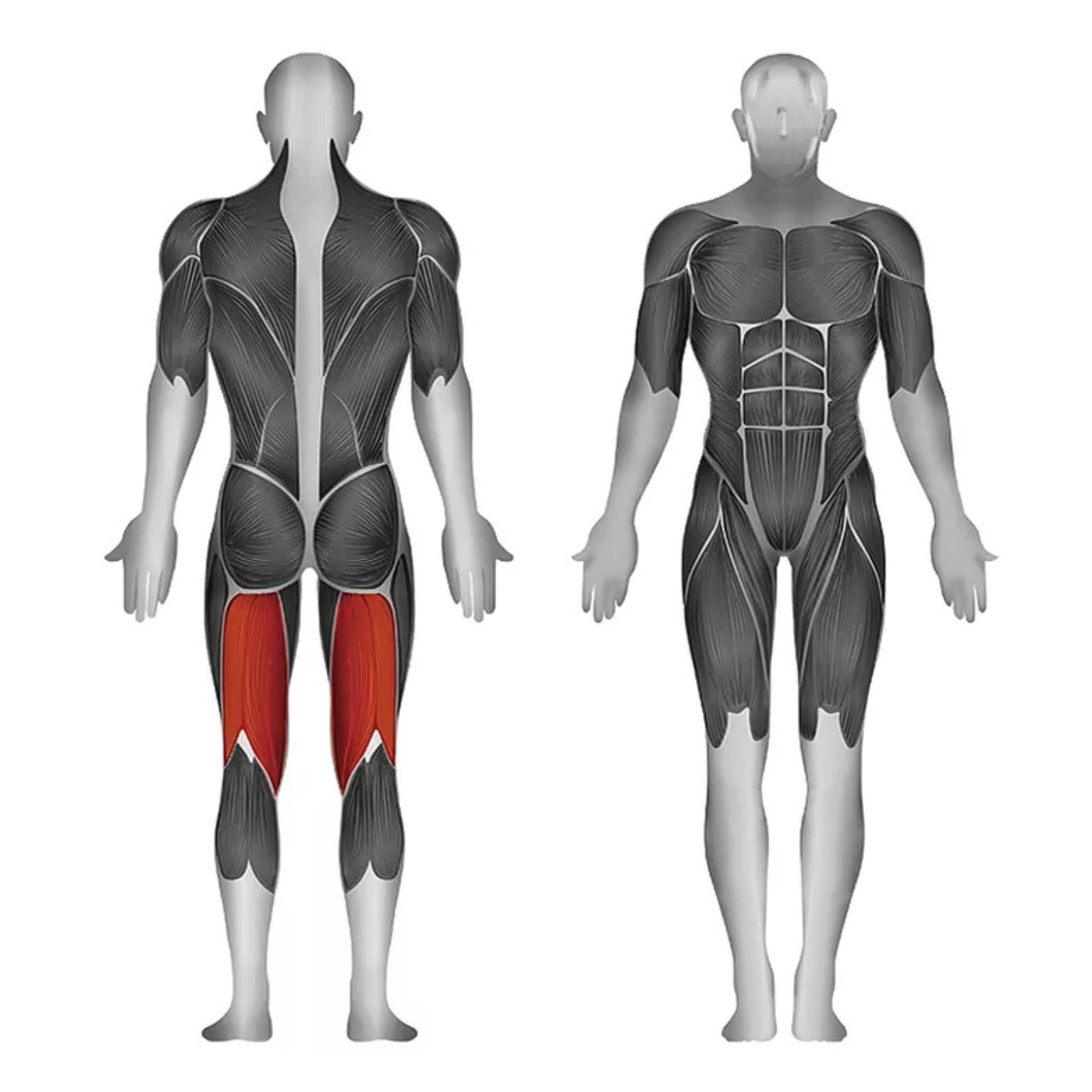 Standing Leg Curl Machine - Plate Loaded - Steelflex PLSLC-BR